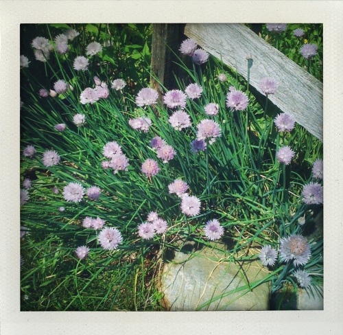 "chive blossoms"
