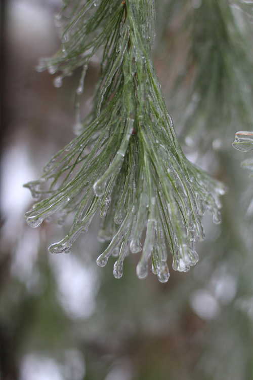 frozen pine branch